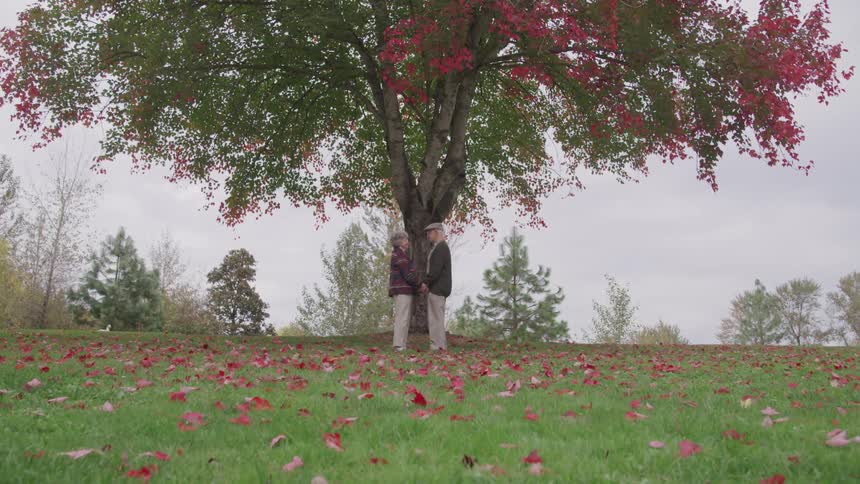 An elderly man and woman facing each other while holding hands under a tree with magenta leaves