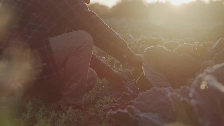 A man is kneeling down checking crops
