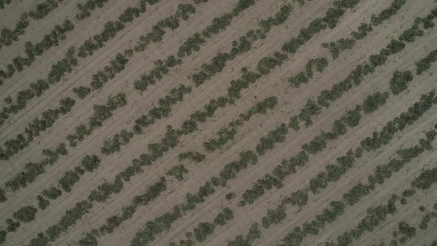 Fields of sprouts