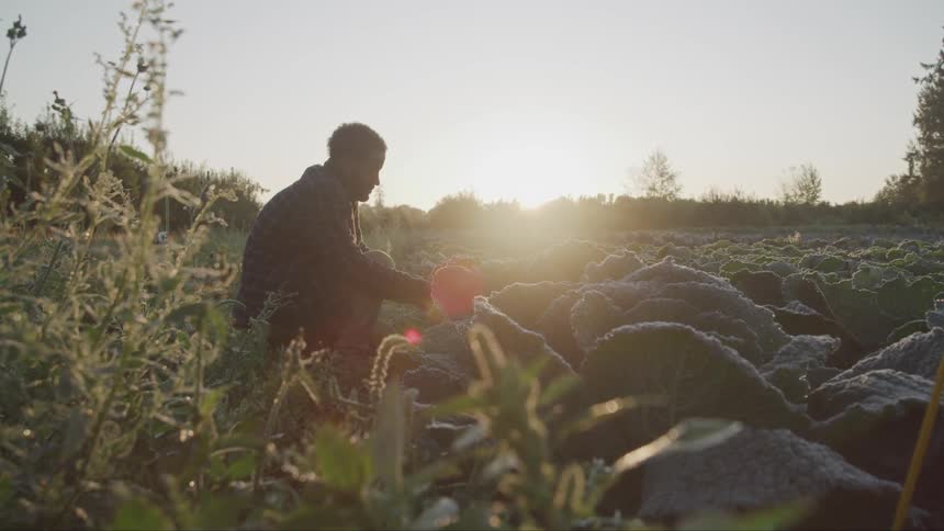 A man sits next to a field of leafy crops at sunset