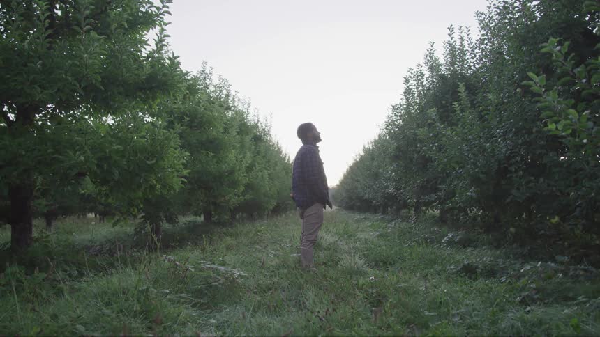 Man stands between rows in an orchard studying a tree