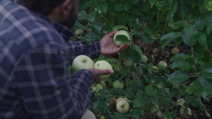 Man picking vegetables from the farm