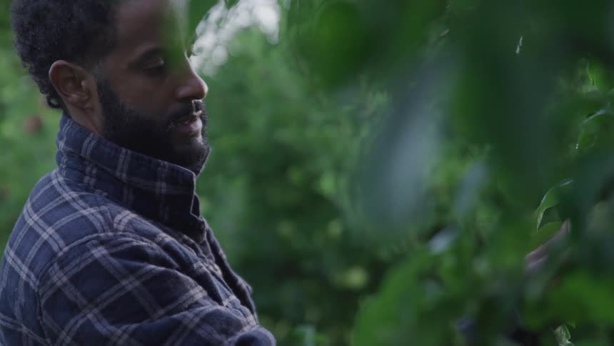 A black man picking plants from the farm