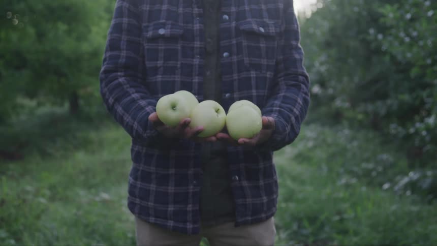 A person is holding several green apples while standing in a fruit orchard