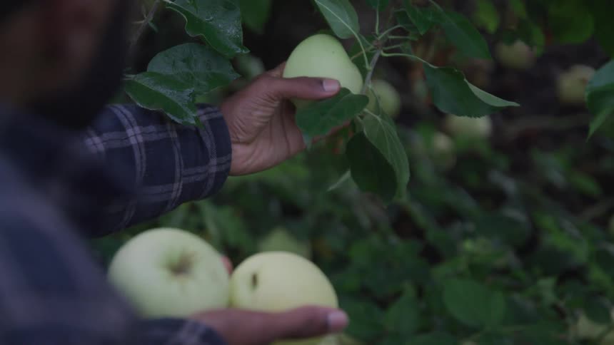 Man holds fruit while examining another fruit on the stem