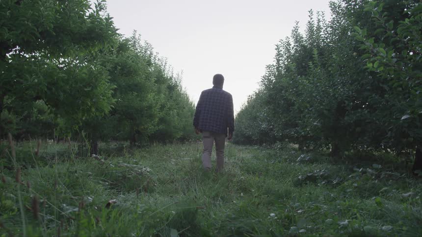 Man walking between trees in orchard