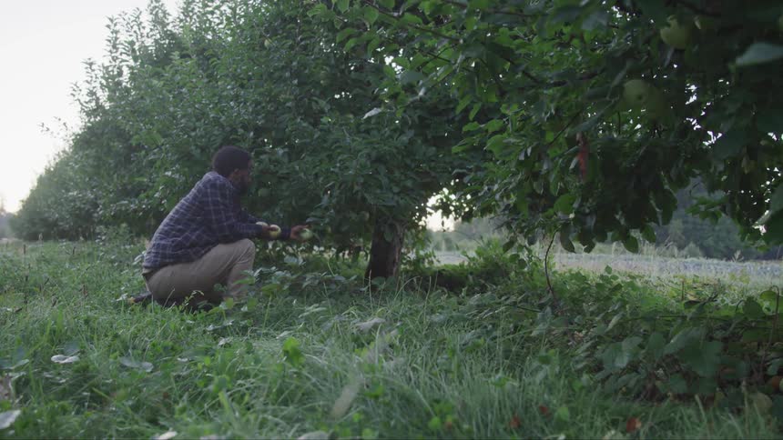 A man picks fruit from a tree