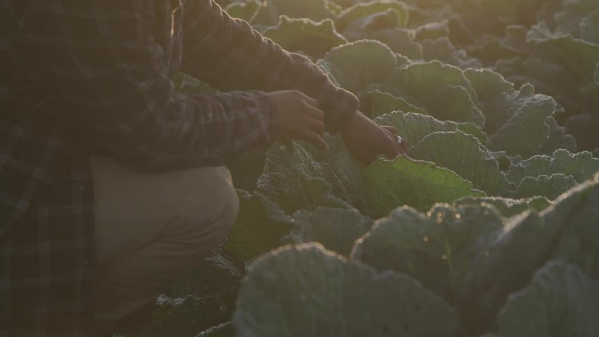 A person is crouching checking on cabbage crops