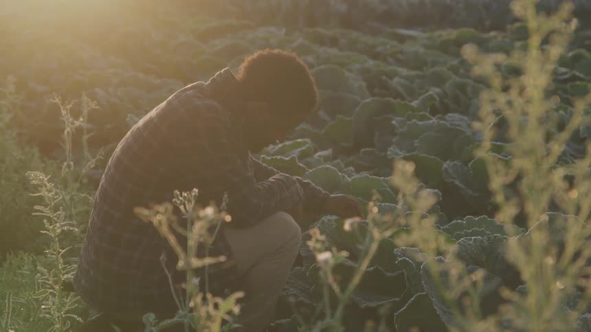 Young man crouches in a field of cabbages and lifts the leaves
