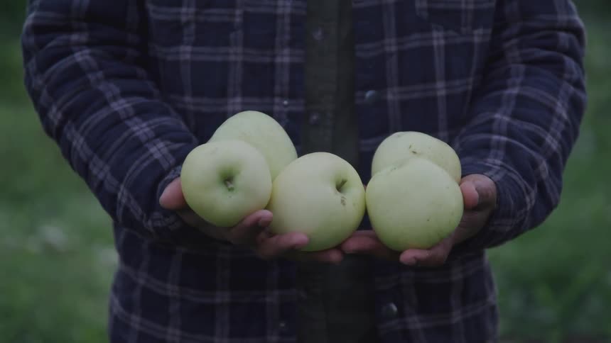 A person holding a bunch of apples before the camera with both hands