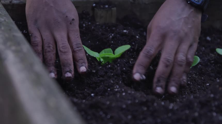 A black man presses soil down around a small green plant shoot