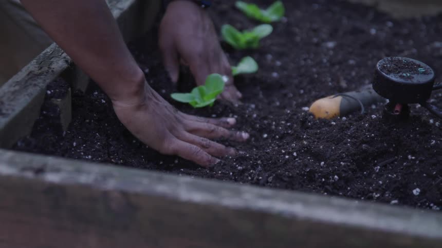 Gardner hands planting a seedling in soil in a garden