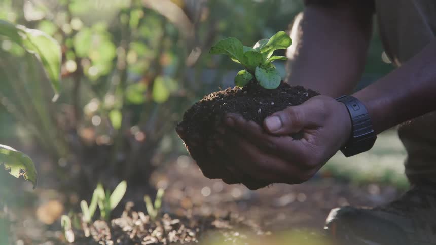 A person holding soil in their hands with a sprout growing on top