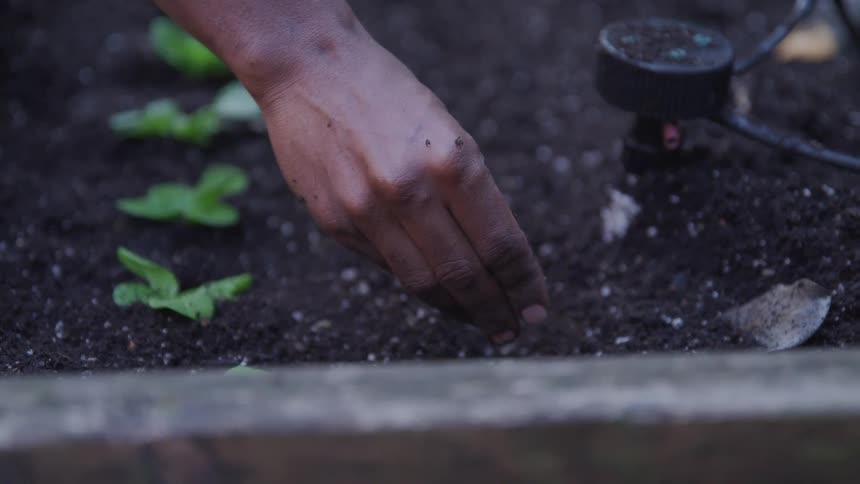A hand pouring fertilizer on the plant soil