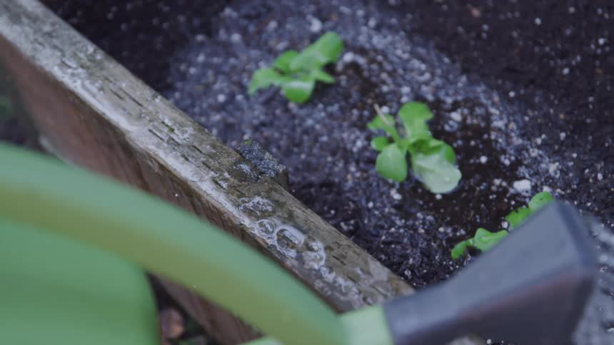Plastic watering can watering newly planted plants in a garden