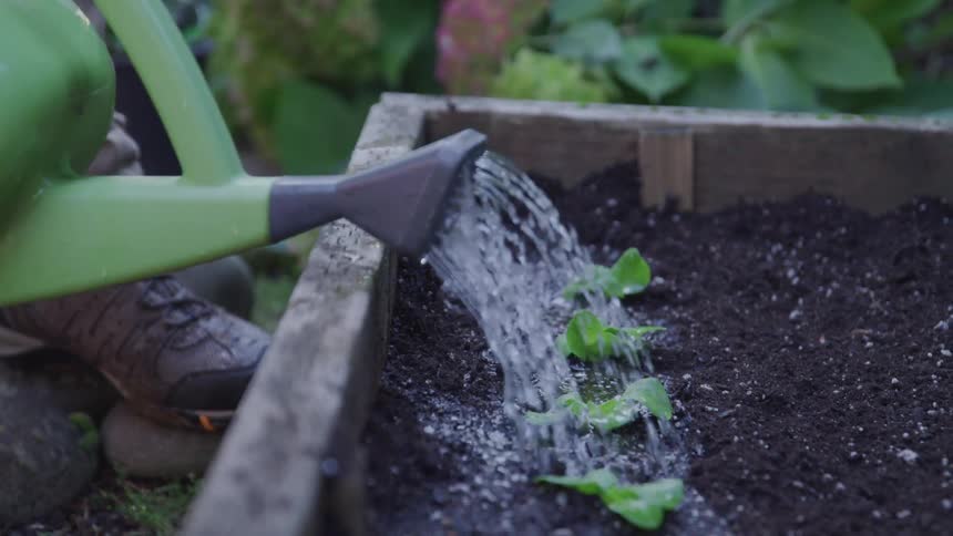 A man watering plants on the garden