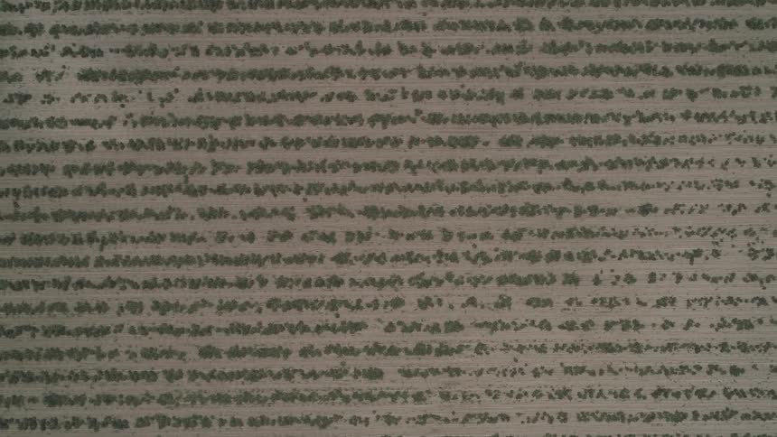 Ancient text on aged paper