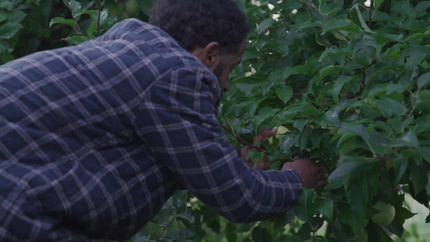 A man in a blue plaid shirt reaches up to pick an apple off of the branch of an apple tree