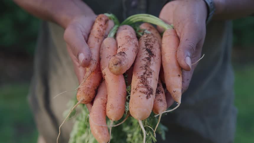 A gardener holds a handful of freshly picked carrots