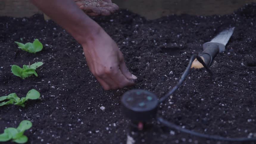 A woman sprinkles seeds into a soil bed