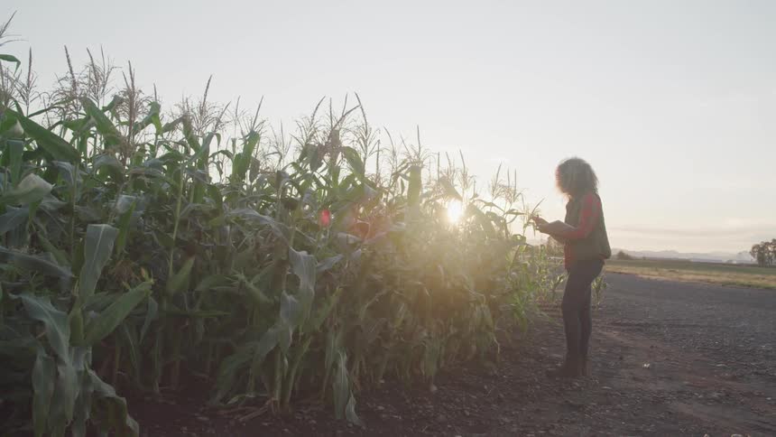 Curly haired brunette woman stands and touches corn plants in the field at sunset