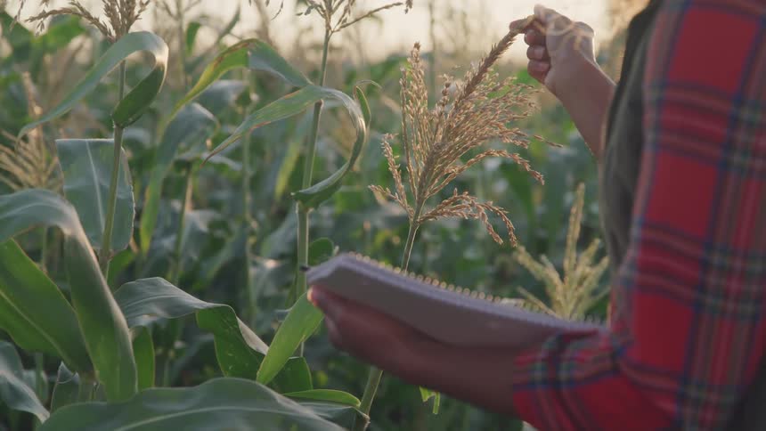A person is taking notes and checking crops