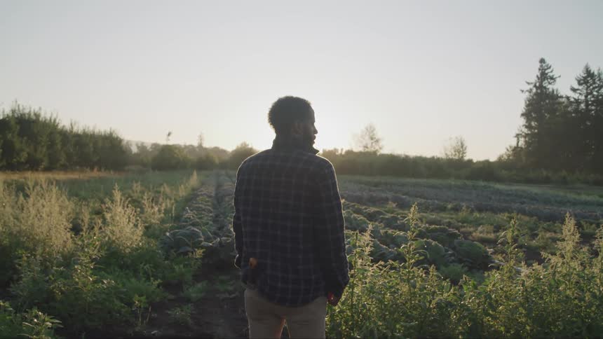 Man stands looking over growing crop fields