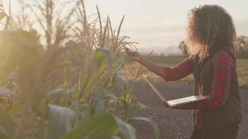 A woman holds a laptop while checking the status of a corn crop