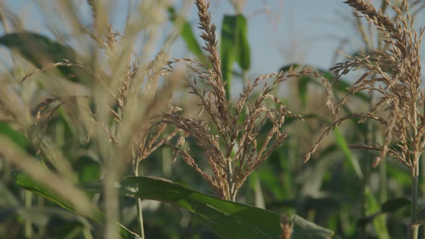 Wheat grows in a field