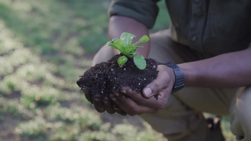 A gardener holds soil and a budding plant in his cupped hands