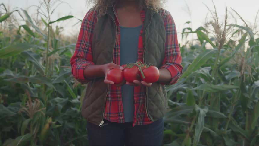 A woman is holding tomatoes in a corn field