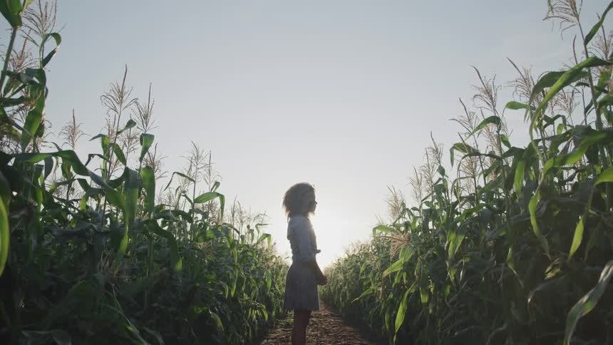 A woman is silhouetted by the sun while standing in a rural corn field