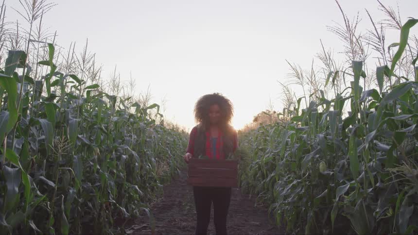 Curly hair black woman holding a basket stands on the farm path in the field at sunset