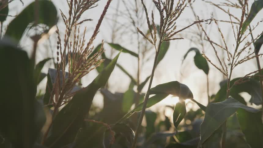 Sun shining through corn stalks