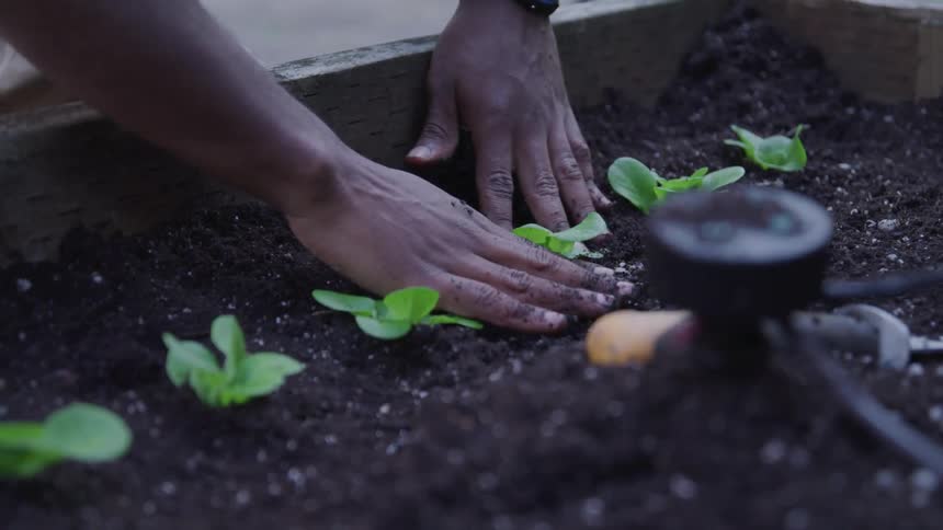 Gardener hands pressing down soil on seedlings in the garden