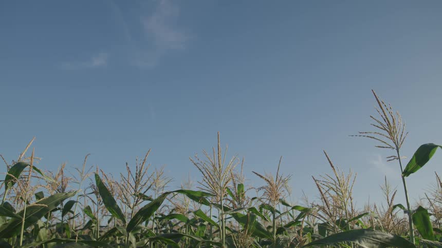 A cornfield with the sky in the background
