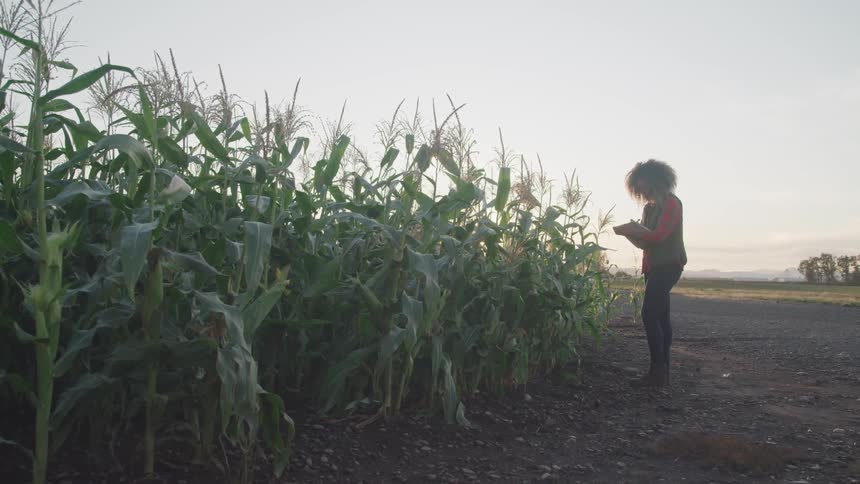 A woman is writing on a notebook and looking at crops on a farm