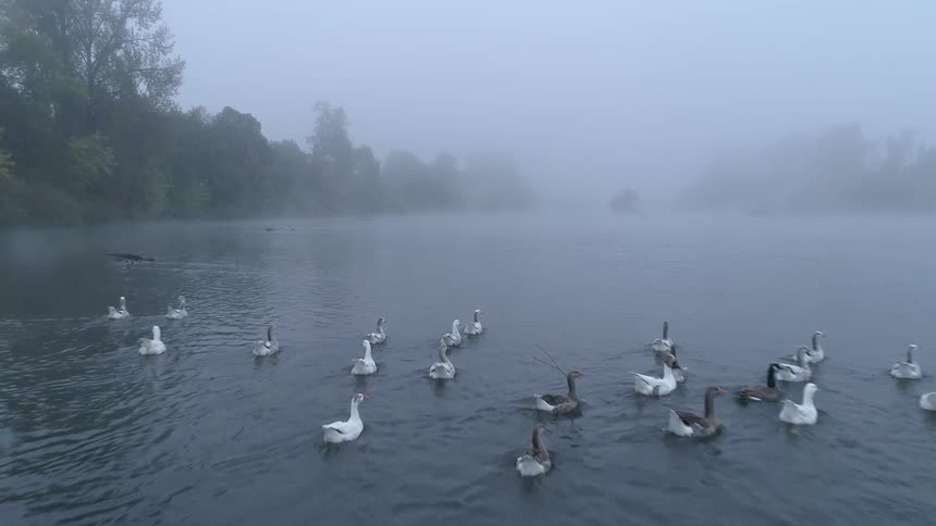 Ducks float on the foggy lake