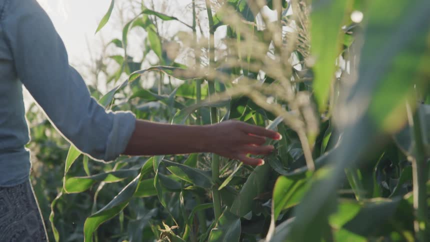 A woman walks through a corn field touching the crops