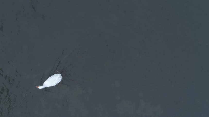 A goose swimming in the pond