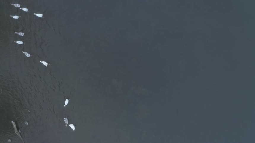 Many birds swim in the water