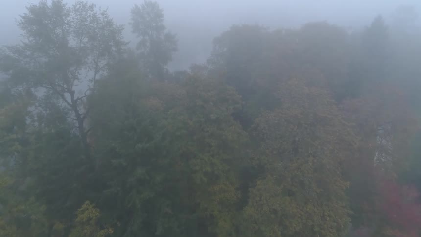 Mist is covering the forest area