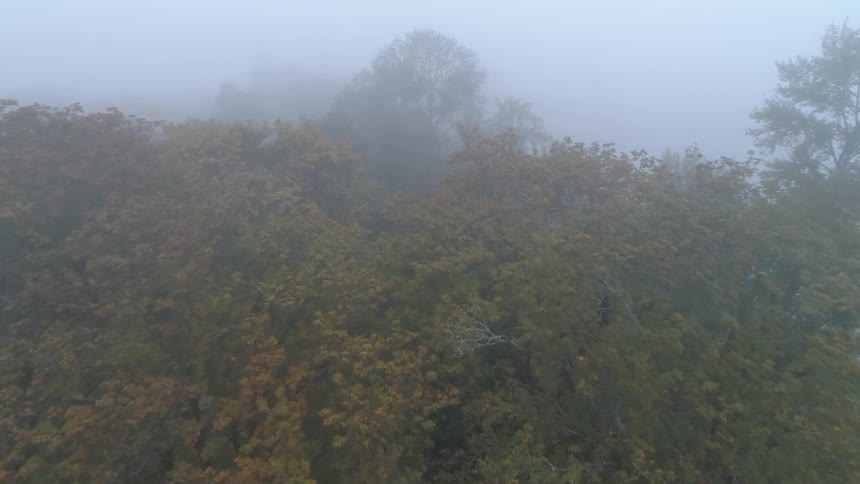 An aerial scenery of a forest with haze