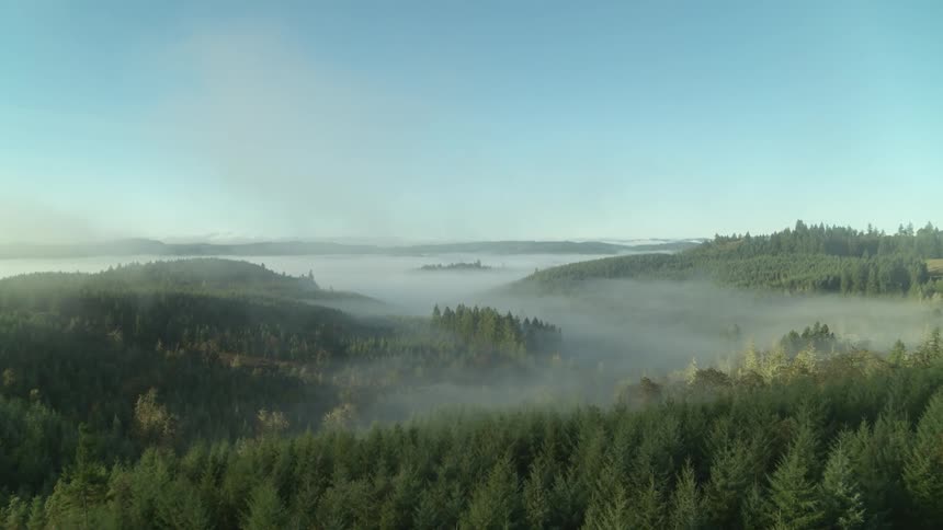 A hilly forest shrouded in mist on a sunny day