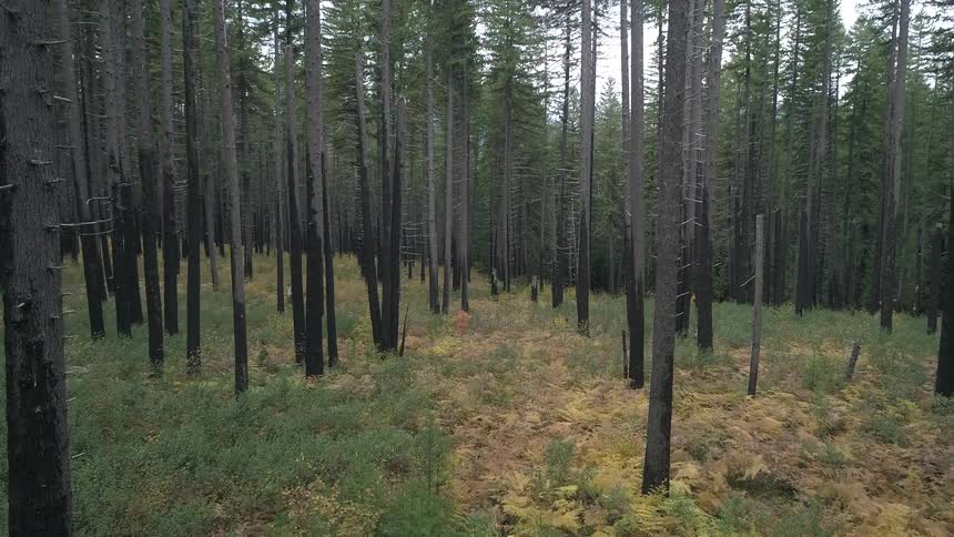 The forest is full of very tall trees and green grass