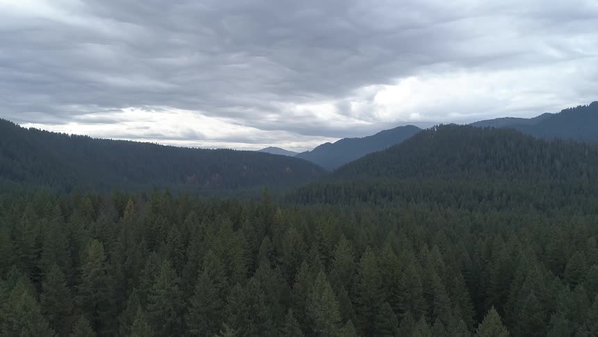 A scenery of a fir forest and mountain range