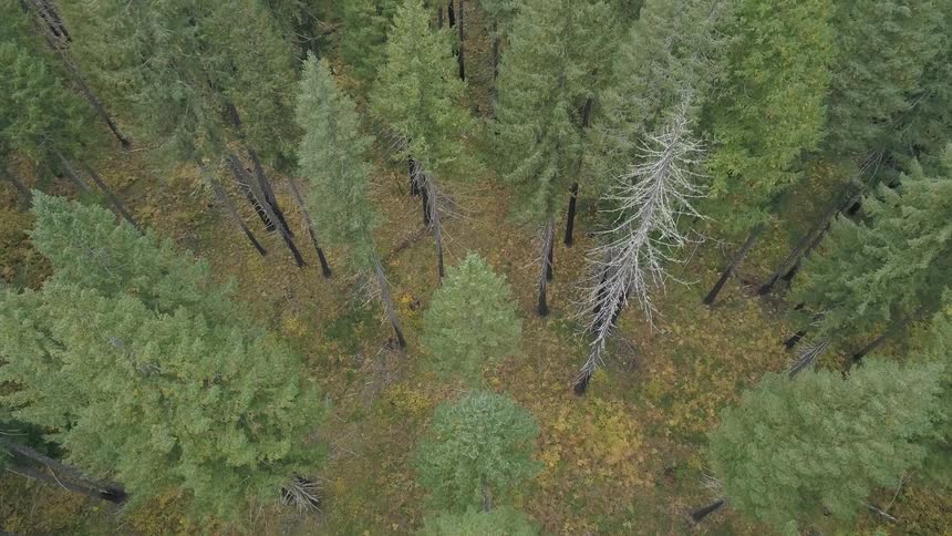 The tall trees reach into the sky
