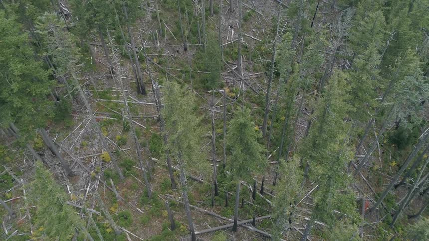 A forest with trees and logs
