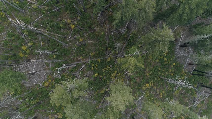 An aerial scenery of a fir forest