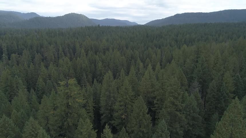 A vast pine forest below a mountain range